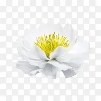 实拍白色花朵效果植物