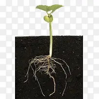 土里的小菜苗