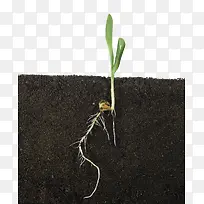 根茎分明的小菜苗