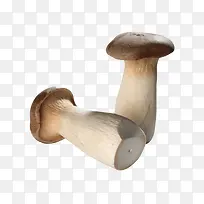 新鲜的蘑菇素材图片