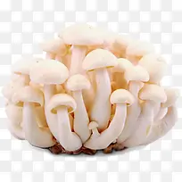 新鲜的白玉菇实物图