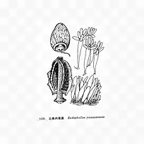 黑白羊肚菌