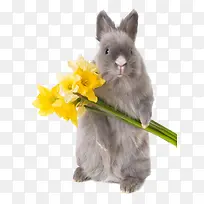 灰色兔子拿着鲜花