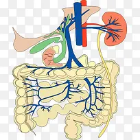 人体肠胃结构