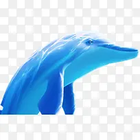 蓝色的海洋海豚