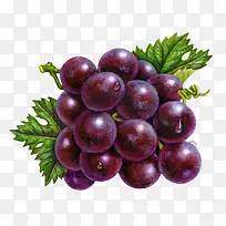 手绘紫色葡萄