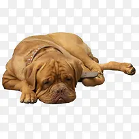 趴在地上的沙皮犬