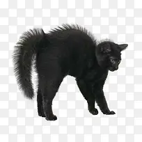 炸毛的猫