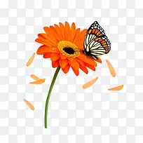 花朵和蝴蝶