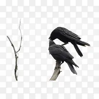 两只黑色乌鸦