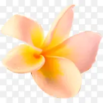 粉黄色高清花朵插图