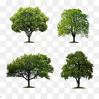 四棵大树装饰图