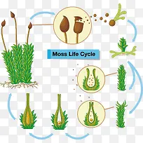 苔藓植物生命周期