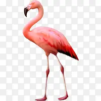 粉色鸵鸟