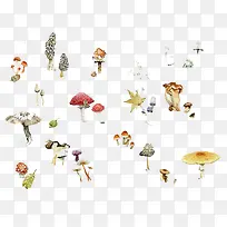 小蘑菇合集
