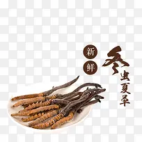 冬虫夏草艺术字文字排版文案虫草