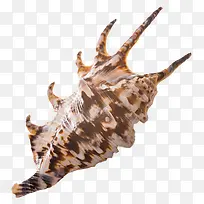 尖角海螺