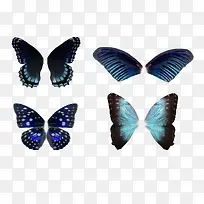 蓝色的蝴蝶集合