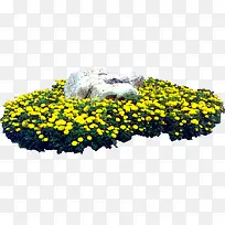 公园场景高清摄影黄色花卉