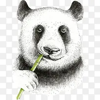 手绘素描大熊猫