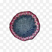 紫色边生物细胞图示