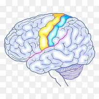 人体器官大脑平面图