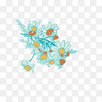 清热降火的野生菊花