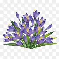 矢量紫色花朵紫草茂盛