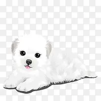 白色萨摩犬