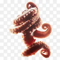 章鱼触须