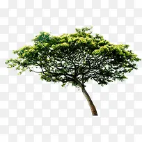 春天苍天大树图片