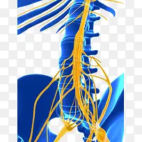人体局部特写神经系统脊神经
