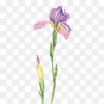 紫色写实花卉图案