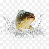 上钩的鱼 水花