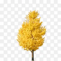 黄色小树秋天淘宝海报