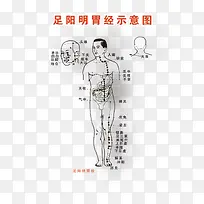 足阳明胃经图片下载页面_图片编号8509401-PNG素材网