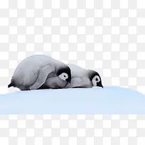 南极雪上的企鹅
