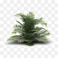 一棵常青树