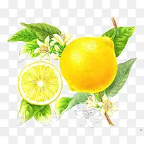 黄色柠檬绘画免抠素材