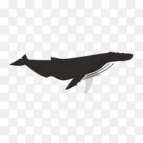 卡通一只黑色座头鲸插画免抠