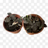 两盆金线莲植物图片素材