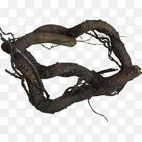 粗壮的树根