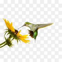 一只蜂鸟停在花上