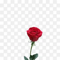 单独一朵红色玫瑰