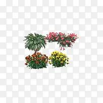 洋甘菊喇叭花图片素材