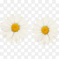 白色菊花