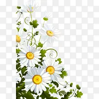 白色甘菊