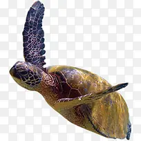 游动的大海龟