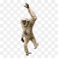 跳舞的猴子