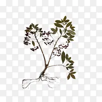 一颗益母草